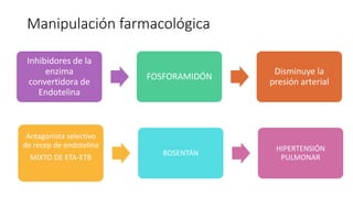 Manipulación farmacológica
Inhibidores de la
enzima
convertidora de
Endotelina
FOSFORAMIDÓN
Disminuye la
presión arterial
Antagonista selectivo
de recep de endotelina
MIXTO DE ETA-ETB
BOSENTÁN
HIPERTENSIÓN
PULMONAR
 