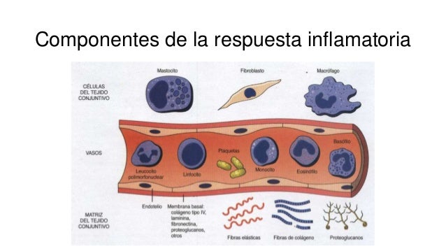 Mediadores de la inflamación