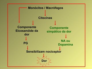 Monócitos / Macrófagos
Citocinas
Componente
Eicosanóide da
dor
PG
Sensibilizam nociceptor
Componente
simpático da dor
NA ou
Dopamina
Dor
 