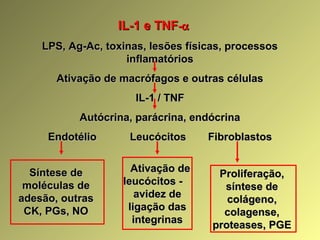 IL-1 e TNFIL-1 e TNF--αα
LPS, Ag-Ac, toxinas, lesões físicas, processosLPS, Ag-Ac, toxinas, lesões físicas, processos
inflamatóriosinflamatórios
Ativação de macrófagos e outras célulasAtivação de macrófagos e outras células
IL-1 / TNFIL-1 / TNF
Autócrina, parácrina, endócrinaAutócrina, parácrina, endócrina
EndotélioEndotélio LeucócitosLeucócitos FibroblastosFibroblastos
Síntese deSíntese de
moléculas demoléculas de
adesão, outrasadesão, outras
CK, PGs, NOCK, PGs, NO
Ativação deAtivação de
leucócitos -leucócitos -
avidez deavidez de
ligação dasligação das
integrinasintegrinas
Proliferação,Proliferação,
síntese desíntese de
colágeno,colágeno,
colagense,colagense,
proteases, PGEproteases, PGE
 