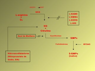 LL --aa rrgg iinn iinn aa
++
OO 22
NN OO
++
CC iittrruu lliinn aa
GG MM PP cc
NN OO SS
NADPH NADP
LL--NN AAMM EE
LL--NN MM MM AA
LL--NN OO RR GG
LL--NN IIOO
Guanililciclase
55 --GG MM PP cc
(inativo)
Fosfodiesterase
AAzzuull ddee MM eettiillee nnoo
MY5445
NN iittrroo vvaassooddiillaattaa dd oorreess
((NN iittrroo pprruussssiiaattoo ddee
SSóóddiioo,, SS IINN ))
 