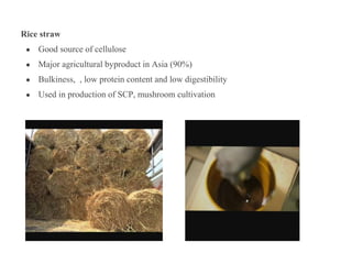 Rice straw
● Good source of cellulose
● Major agricultural byproduct in Asia (90%)
● Bulkiness, , low protein content and low digestibility
● Used in production of SCP, mushroom cultivation
 