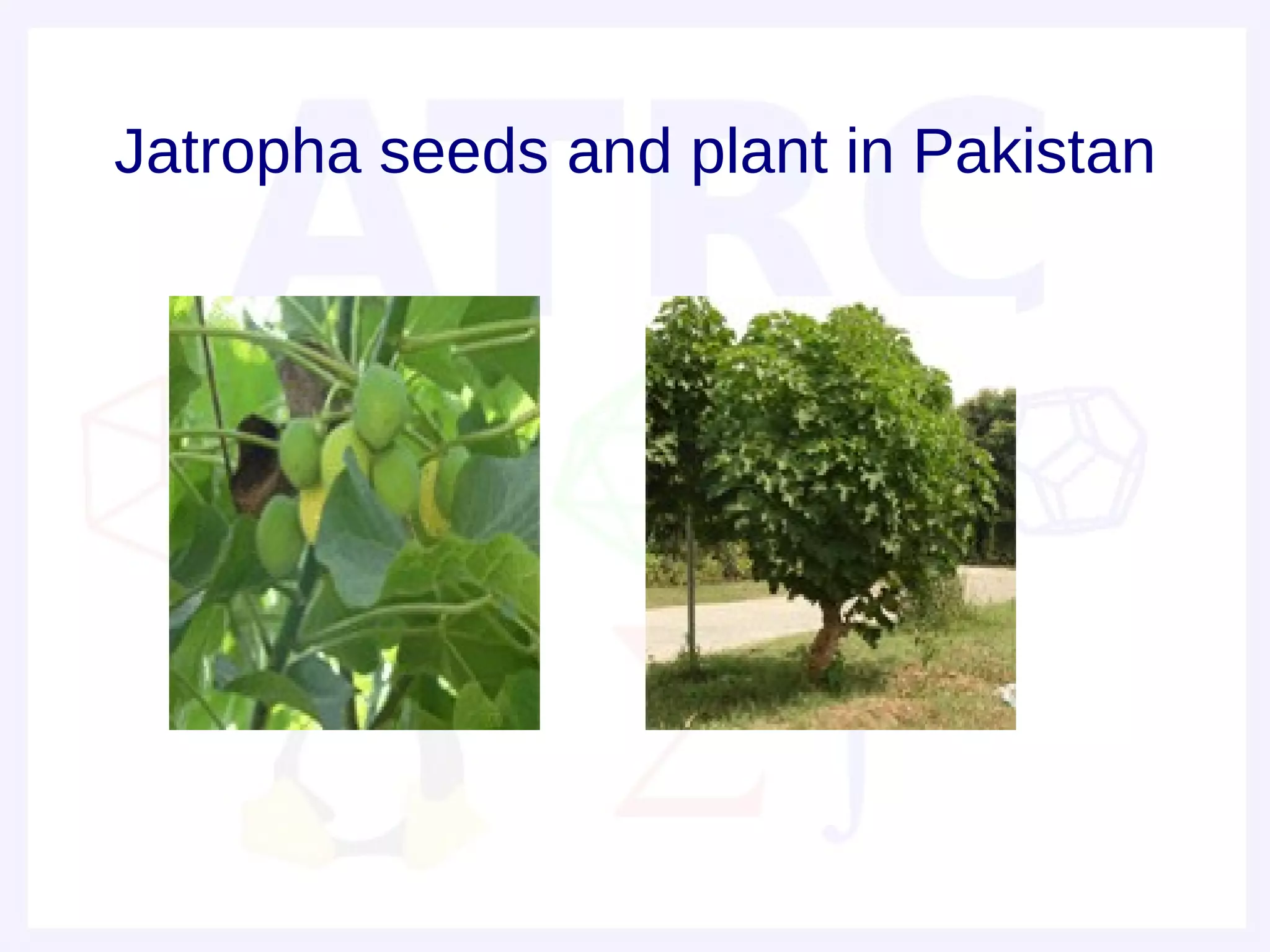 Jatropha seeds and plant in Pakistan
 