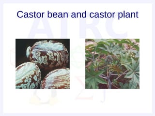 Castor bean and castor plant
 