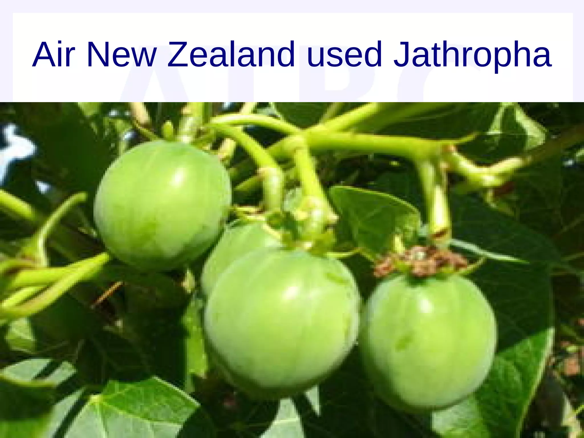 Air New Zealand used Jathropha
 