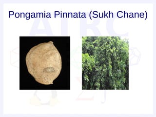Pongamia Pinnata (Sukh Chane)
 