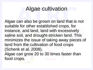 Algae cultivation

Algae can also be grown on land that is not
suitable for other established crops, for
instance, arid land, land with excessively
saline soil, and drought-stricken land. This
minimizes the issue of taking away pieces of
land from the cultivation of food crops
(Schenk et al. 2008).
Algae can grow 20 to 30 times faster than
food crops.
 