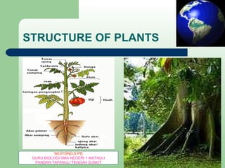 STRUCTURE OF PLANTS WIJIYONO,S.PD GURU BIOLOGI SMA NEGERI 1 MATAULI PANDAN TAPANULI TENGAH SUMUT 
