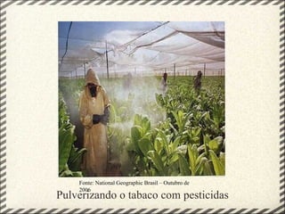 Pulverizando o tabaco com pesticidas Fonte: National Geographic Brasil – Outubro de 2006 