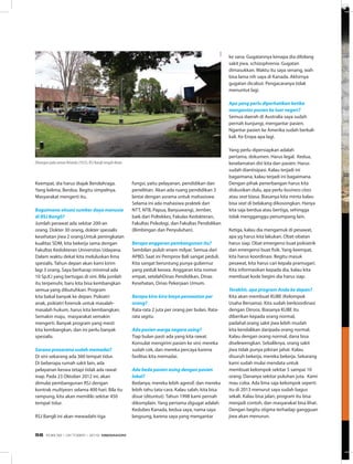 Keempat, dia harus diajak Berolahraga.
Yang kelima, Berdoa. Begitu simpelnya.
Masyarakat mengerti itu.
Bagaimana situasi sumber daya manusia
di RSJ Bangli?
Jumlah perawat ada sekitar 200-an
orang. Dokter 30 orang, dokter spesialis
kesehatan jiwa 2 orang.Untuk peningkatan
kualitas SDM, kita bekerja sama dengan
Fakultas Kedokteran Universitas Udayana.
Dalam waktu dekat kita meluluskan lima
spesialis. Tahun depan akan kami kirim
lagi 3 orang. Saya berharap minimal ada
10 Sp.KJ yang bertugas di sini. Bila jumlah
itu terpenuhi, baru kita bisa kembangkan
semua yang dibutuhkan. Program
kita bakal banyak ke depan. Psikiatri
anak, psikiatri forensik untuk masalah-
masalah hukum, harus kita kembangkan.
Semakin maju, masyarakat semakin
mengerti. Banyak program yang mesti
kita kembangkan, dan ini perlu banyak
spesialis.
Sarana prasarana sudah memadai?
Di sini sekarang ada 360 tempat tidur.
Di beberapa rumah sakit lain, ada
pelayanan keswa tetapi tidak ada rawat
inap. Pada 23 Oktober 2012 ini, akan
dimulai pembangunan RSJ dengan
kontrak multiyears selama 400 hari. Bila itu
rampung, kita akan memiliki sekitar 450
tempat tidur.
RSJ Bangli ini akan mewadahi tiga
fungsi, yaitu pelayanan, pendidikan dan
penelitian. Akan ada ruang pendidikan 3
lantai dengan asrama untuk mahasiswa.
Selama ini ada mahasiwa praktek dari
NTT, NTB, Papua, Banyuwangi, Jember,
baik dari Poltekkes, Fakulas Kedokteran,
Fakultas Psikologi, dan Fakultas Pendidikan
(Bimbingan dan Penyuluhan).
Berapa anggaran pembangunan itu?
Sembilan puluh enam milyar. Semua dari
APBD. Saat ini Pemprov Bali sangat peduli.
Kita sangat beruntung punya gubernur
yang peduli keswa. Anggaran kita nomor
empat, setelahDinas Pendidikan, Dinas
Kesehatan, Dinas Pekerjaan Umum.
Berapa kira-kira biaya perawatan per
orang?
Rata-rata 2 juta per orang per bulan. Rata-
rata segitu.
Ada pasien warga negara asing?
Tiap bulan pasti ada yang kita rawat.
Konsulat mengirim pasien ke sini; mereka
sudah cek, dan mereka percaya karena
fasilitas kita memadai.
Ada beda pasien asing dengan pasien
lokal?
Bedanya, mereka lebih agresif, dan mereka
lebih tahu tata-cara. Kalau salah, kita bisa
disue (dituntut). Tahun 1998 kami pernah
dikomplain. Yang pertama digugat adalah
Kedubes Kanada, kedua saya, nama saya
langsung, karena saya yang mengantar
ke sana. Gugatannya kenapa dia dibilang
sakit jiwa, schizophrenia. Gugatan
dimasukkan. Waktu itu saya senang, wah
bisa lama nih saya di Kanada. Akhirnya
gugatan dicabut. Pengacaranya tidak
menuntut lagi.
Apa yang perlu diperhatikan ketika
mengantar pasien ke luar negeri?
Semua daerah di Australia saya sudah
pernah kunjungi, mengantar pasien.
Ngantar pasien ke Amerika sudah berkali-
kali. Ke Eropa apa lagi.
Yang perlu dipersiapkan adalah
pertama, dokumen. Harus legal. Kedua,
keselamatan diri kita dan pasien. Harus
sudah diantisipasi. Kalau terjadi ini
bagaimana, kalau terjadi ini bagaimana.
Dengan pihak penerbangan harus kita
diskusikan dulu, apa perlu business class
atau seat biasa. Biasanya kita minta kalau
bisa seat di belakang dikosongkan. Hanya
kita saja berdua atau bertiga, sehingga
tidak mengganggu penumpang lain.
Ketiga, kalau dia mengamuk di pesawat,
apa yg harus kita lakukan. Obat-obatan
harus siap. Obat emergensi buat psikiatrik
dan emergensi buat fisik. Yang keempat,
kita harus koordinasi. Begitu masuk
pesawat, kita harus cari kepala pramugari.
Kita informasikan kepada dia, kalau kita
membuat kode begini dia harus siap.
Terakhir, apa program Anda ke depan?
Kita akan membuat KUBE (Kelompok
Usaha Bersama). Kita sudah berkoordinasi
dengan Dinsos. Biasanya KUBE itu
diberikan kepada orang normal,
padahal orang sakit jiwa lebih mudah
kita kendalikan daripada orang normal.
Kalau dengan orang normal, dana bisa
diselewengkan. Sebaliknya, orang sakit
jiwa tidak punya pikiran jahat. Kalau
disuruh bekerja, mereka bekerja. Sekarang
kami sudah mulai mendata untuk
membuat kelompok sekitar 5 sampai 10
orang. Dananya sekitar puluhan juta. Kami
mau coba. Ada lima saja kelompok seperti
itu di 2013 menurut saya sudah bagus
sekali. Kalau bisa jalan, program itu bisa
menjadi contoh, dan masyarakat bisa lihat.
Dengan begitu stigma terhadap gangguan
jiwa akan menurun.
Dibangun pada zaman Belanda (1933), RSJ Bangli tengah ditata
EDISI 38 I OKTOBER I 2012 MEDIAKOM58
 