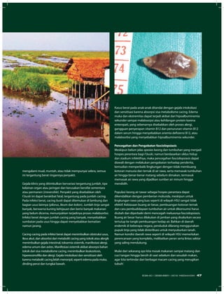 mengalami mual, muntah, atau tidak mempunyai selera, semua
ini tergantung berat ringannya penyakit.
Gejala klinis yang ditimbulkan bervariasi tergantung jumlah, tipe
kelainan organ atau jaringan dan kerusakan bersifat sementara
atau permanen (irreversible). Penyakit yang disebabkan oleh
F.buski ini dapat berakibat fatal, tergantung pada jumlah cacing.
Pada infeksi berat, cacing buski dapat ditemukan di lambung dan
bagian usus lainnya (pilorus, ileum dan kolon). Jumlah tinja sangat
banyak, berwarna kuning kehijauan dan berisi banyak makanan
yang belum dicerna, menunjukkan terjadinya proses malabsorbsi.
Infeksi berat dengan jumlah cacing yang banyak, menyebabkan
sumbatan pada usus hingga dapat menyebabkan kematian
namun jarang.
Cacing-cacing pada infeksi berat dapat menimbulkan obstruksi usus,
ileus akut, dan absorbsi dari metabolit cacing yang toksik atau alergik
menimbulkan gejala intestinal, toksemia sistemik, manifestasi alergi,
edema umum dan asites. Manifestasi sistemik akibat absorpsi bahan
toksik dari sisa metabolisme cacing, menimbulkan leukositosis,
hipereosinofilia dan alergi. Gejala intoksikasi dan sensitisasi oleh
karena metabolit cacing lebih menonjol, seperti edema pada muka,
dinding perut dan tungkai bawah.
Kasus berat pada anak-anak ditandai dengan gejala intoksikasi
dan sensitisasi karena absorpsi sisa metabolisme cacing. Edema
muka dan ekstremitas dapat terjadi akibat dari hipoalbuminemia
sekunder sampai malabsorpsi atau kehilangan protein karena
enteropati, yang sebenarnya disebabkan oleh proses alergi,
gangguan penyerapan vitamin B12 dan penurunan vitamin B12
dalam serum hingga menyebabkan anemia defisiensi B12, atau
malabsorbsi yang menyebabkan hipoalbuminemia sekunder.
Pencegahan dan Pengobatan fasciolopsiasis
Meskipun belum jelas spesies keong dan tumbuhan yang menjadi
hospes perantara bagi F.buski, namun berdasarkan siklus hidup
dan stadium infektifnya, maka pencegahan fasciolopsiasis dapat
diawali dengan melakukan pengobatan terhadap penderita,
kemudian memperbaiki lingkungan dengan tidak membuang
kotoran manusia dan ternak di air rawa, serta memasak tumbuhan
air hingga benar-benar matang sebelum dimakan, termasuk
memasak air rawa yang dijadikan sumber air minum hingga
mendidih.
Populasi keong air tawar sebagai hospes perantara dapat
dikendalikan dengan pemberian molusida, meskipun untuk
lingkungan rawa yang luas seperti di wilayah HSU sangat tidak
efektif. Kebiasaan buang air besar, pembuangan kotoran ternak
dan cara pembudidayaan tumbuhan air untuk dikonsumsi harus
diubah dan diperbaiki demi mencegah meluasnya fasciolopsiasis.
Buang air besar harus dilakukan di jamban yang disalurkan secara
tertutup ke tangki pembuangan kedap air. Bahkan di daerah
endemik di beberapa negara, penduduk dilarang menggunakan
pupuk tinja yang tidak disterilisasi untuk menyuburkan tanah.
Namun kondisi daerah rawa seperti di wilayah HSU memerlukan
perencanaan yang kompleks, melibatkan peran serta lintas sektor
yang saling mendukung.
Mulai dari sekarang ayo kita masak makanan sampai matang dan
cuci tangan hingga bersih di saat sebelum dan sesudah makan,
agar kita terhindar dari berbagai macam cacing yang merugikan
tubuh!
47EDISI 40 I DESEMBER I 2012 MEDIAKOM
 