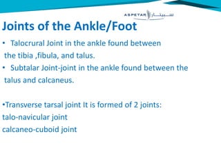 Joints of the Ankle/Foot
• Talocrural Joint in the ankle found between
the tibia ,fibula, and talus.
• Subtalar Joint-joint in the ankle found between the
talus and calcaneus.
•Transverse tarsal joint It is formed of 2 joints:
talo-navicular joint
calcaneo-cuboid joint
 