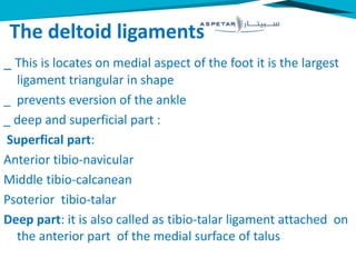 The deltoid ligaments
_ This is locates on medial aspect of the foot it is the largest
ligament triangular in shape
_ prevents eversion of the ankle
_ deep and superficial part :
Superfical part:
Anterior tibio-navicular
Middle tibio-calcanean
Psoterior tibio-talar
Deep part: it is also called as tibio-talar ligament attached on
the anterior part of the medial surface of talus
 