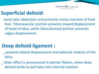 Superficial deltoid:
resist talar abduction and primarily resists eversion of hind
foot. Tibionavicular portion prevents inward displacement
of head of talus, while tibiocalcaneal portion prevents
valgus displacement.
Deep deltoid ligament :
_ prevents lateral displacement and external rotation of the
talus.
_ latter effect is pronounced in plantar flexion, when deep
deltoid tends to pull talus into internal rotation.
 