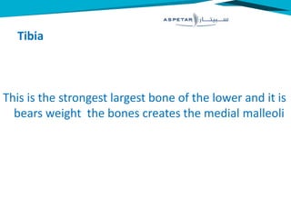 Tibia
This is the strongest largest bone of the lower and it is
bears weight the bones creates the medial malleoli
 