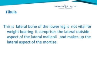 Fibula
This is lateral bone of the lower leg is not vital for
weight bearing it comprises the lateral outside
aspect of the lateral malleoli and makes up the
lateral aspect of the mortise .
 