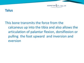 Talus
This bone transmits the force from the
calcaneus up into the tibia and also allows the
articulation of palantar flexion, dorsiflexion or
pulling the foot upward and inversion and
eversion
 