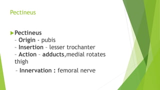 Medial compartment of thigh | PPTX