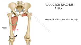 Medial compartment of thigh | PDF