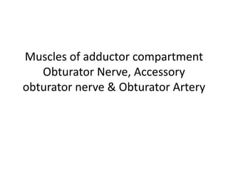 Muscles of adductor compartment
Obturator Nerve, Accessory
obturator nerve & Obturator Artery
 