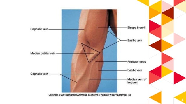 medial cubital vein
