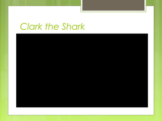 Clark the Shark