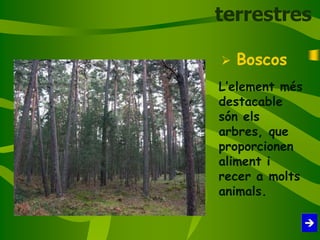  Boscos
L’element més
destacable
són els
arbres, que
proporcionen
aliment i
recer a molts
animals.
terrestres
 