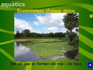 Ecosistemes d’aigua dolça
Són els que es formen als rius i als llacs.
aquàtics
 