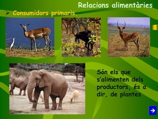  Consumidors primaris.
Són els que
s’alimenten dels
productors, és a
dir, de plantes
Relacions alimentàries
 
