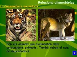  Consumidors secundaris.
Són els animals que s’alimenten dels
consumidors primaris. També reben el nom
de depredadors.
Relacions alimentàries
 