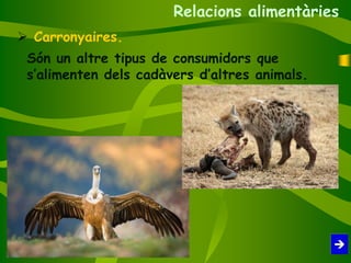 Relacions alimentàries
 Carronyaires.
Són un altre tipus de consumidors que
s’alimenten dels cadàvers d’altres animals.
 