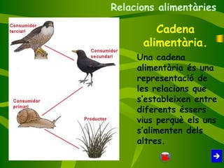 Cadena
alimentària.
Una cadena
alimentària és una
representació de
les relacions que
s’estableixen entre
diferents éssers
vius perquè els uns
s’alimenten dels
altres.
Relacions alimentàries
 