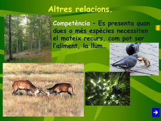 Altres relacions.
Competència – Es presenta quan
dues o més espècies necessiten
el mateix recurs, com pot ser
l’aliment, la llum…
 