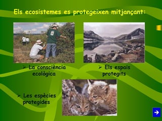 Els ecosistemes es protegeixen mitjançant:
 La consciència
ecològica
 Els espais
protegits
 Les espècies
protegides
 