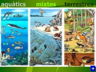 aquàtics mixtes terrestres
 
