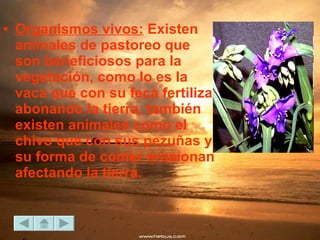 Organismos vivos:  Existen animales de pastoreo que son beneficiosos para la vegetación, como lo es la vaca que con su feca fertiliza abonando la tierra, también existen animales como el chivo que con sus pezuñas y su forma de comer erosionan afectando la tierra.  