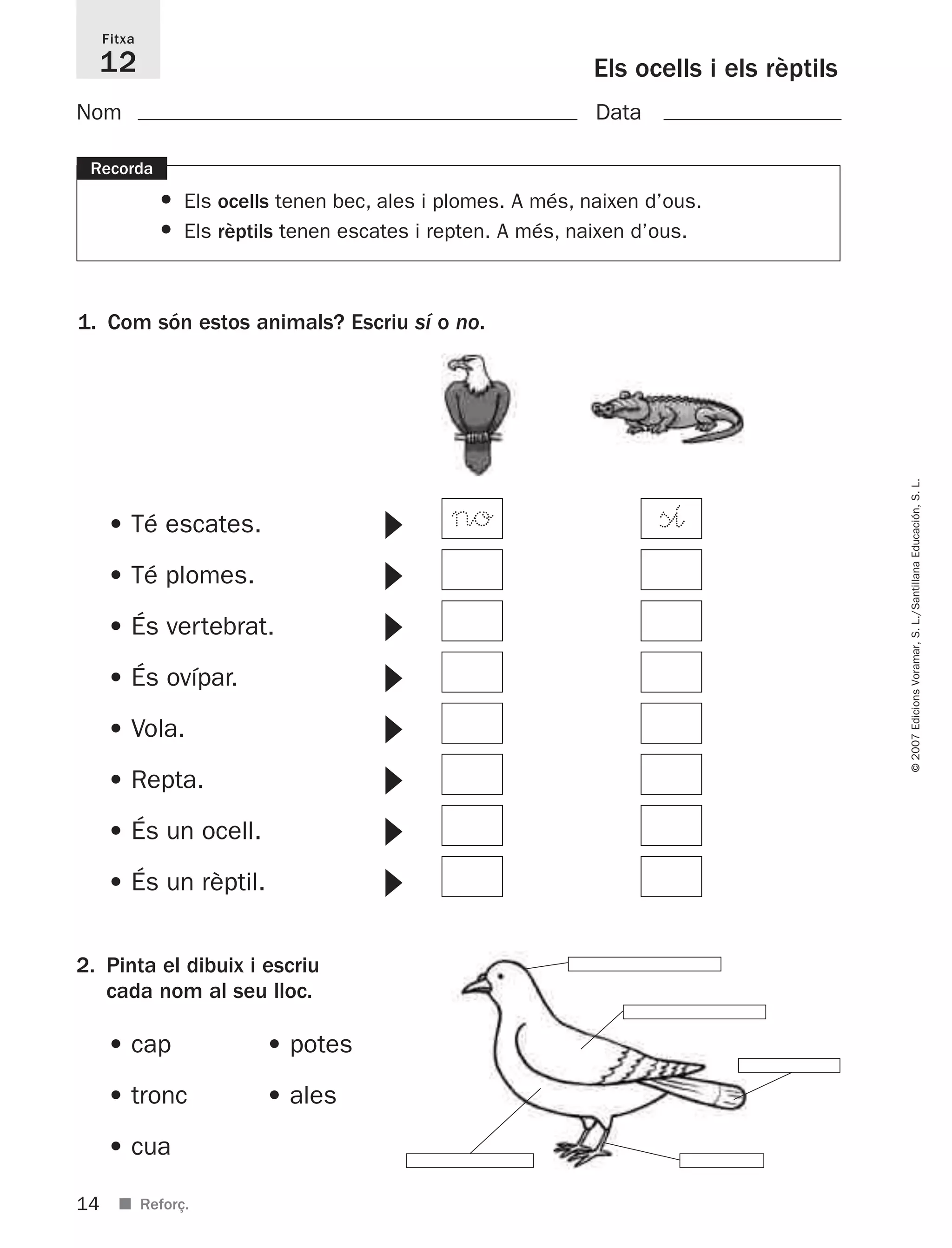 14
©2007EdicionsVoramar,S.L./SantillanaEducación,S.L.
■ Reforç.
Els ocells i els rèptils
Fitxa
12
Nom Data
1. Com són estos animals? Escriu sí o no.
Recorda
• Els ocells tenen bec, ales i plomes. A més, naixen d’ous.
• Els rèptils tenen escates i repten. A més, naixen d’ous.
2. Pinta el dibuix i escriu
cada nom al seu lloc.
• cap • potes
• tronc • ales
• cua
• Té escates. ᭤
• Té plomes. ᭤
• És vertebrat. ᭤
• És ovípar. ᭤
• Vola. ᭤
• Repta. ᭤
• És un ocell. ᭤
• És un rèptil. ᭤
no sı
825716 _ 0001-0040.qxd 13/4/07 12:18 Página 14
 