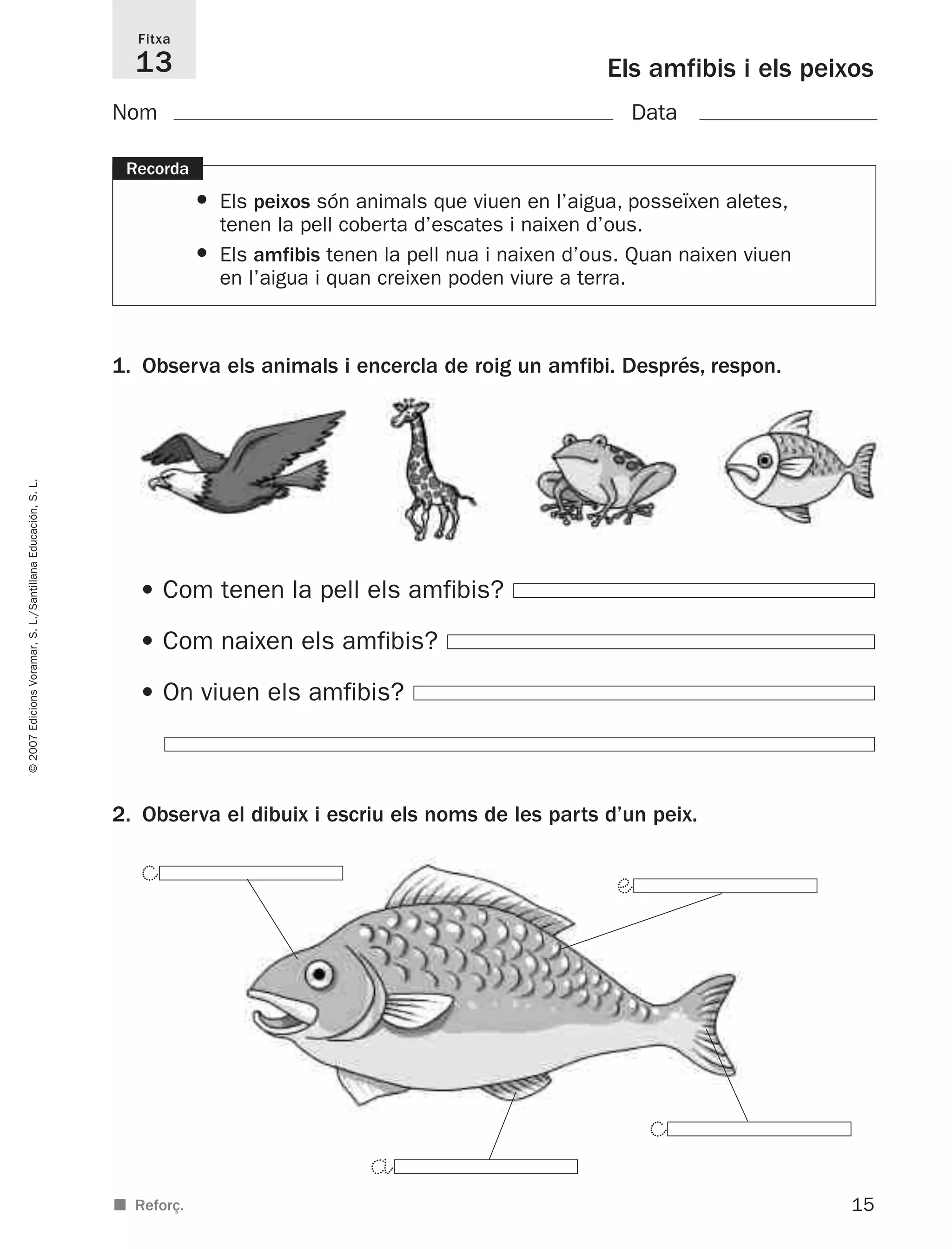 2. Observa el dibuix i escriu els noms de les parts d’un peix.
15
©2007EdicionsVoramar,S.L./SantillanaEducación,S.L.
Els amfibis i els peixos
1. Observa els animals i encercla de roig un amfibi. Després, respon.
Fitxa
13
■ Reforç.
Recorda
• Els peixos són animals que viuen en l’aigua, posseïxen aletes,
tenen la pell coberta d’escates i naixen d’ous.
• Els amfibis tenen la pell nua i naixen d’ous. Quan naixen viuen
en l’aigua i quan creixen poden viure a terra.
Nom Data
©
å
æ
• Com tenen la pell els amfibis?
• Com naixen els amfibis?
• On viuen els amfibis?
©
825716 _ 0001-0040.qxd 13/4/07 12:18 Página 15
 