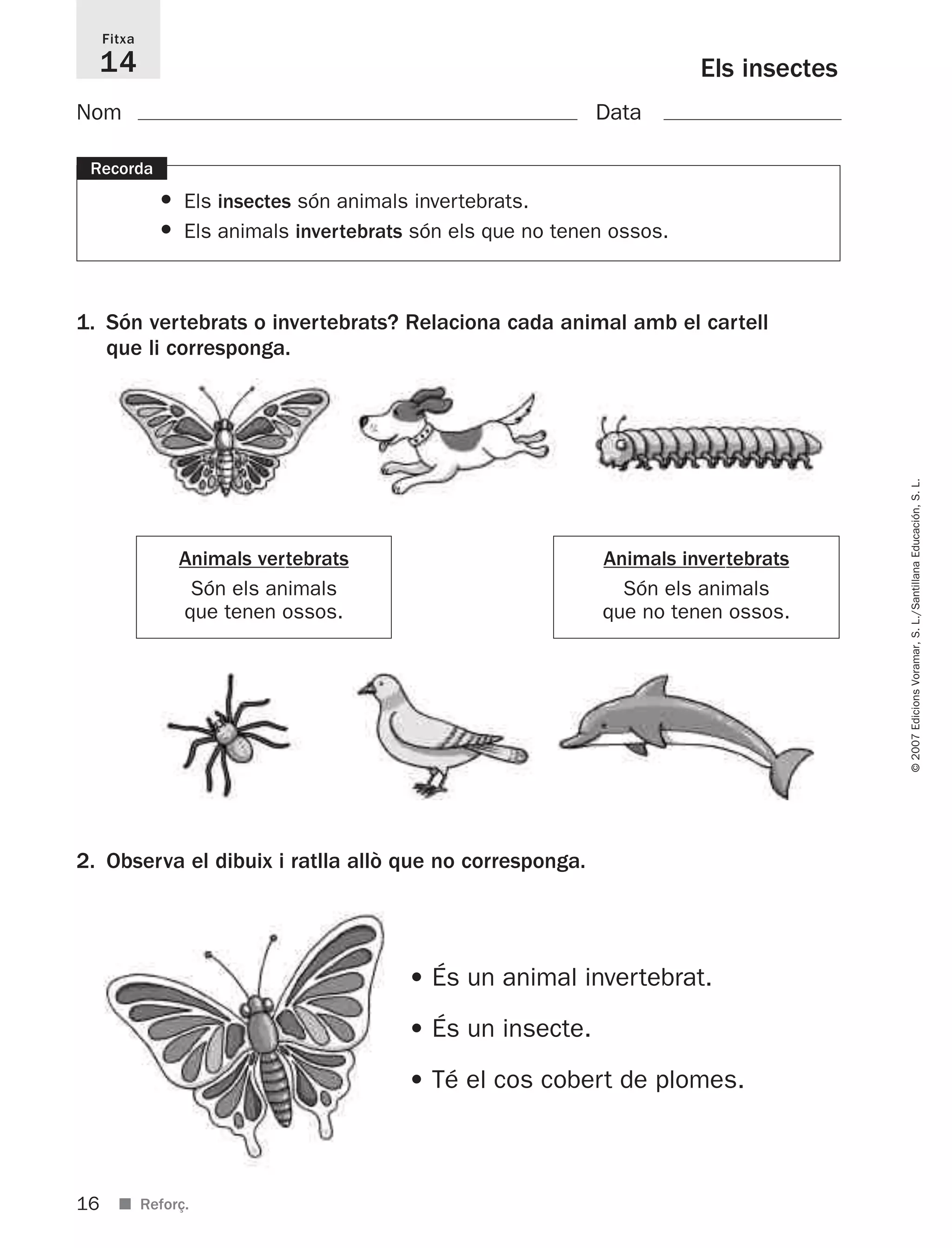 16
©2007EdicionsVoramar,S.L./SantillanaEducación,S.L.
■ Reforç.
Els insectes
Fitxa
14
1. Són vertebrats o invertebrats? Relaciona cada animal amb el cartell
que li corresponga.
Recorda
• Els insectes són animals invertebrats.
• Els animals invertebrats són els que no tenen ossos.
Animals vertebrats
Són els animals
que tenen ossos.
2. Observa el dibuix i ratlla allò que no corresponga.
• És un animal invertebrat.
• És un insecte.
• Té el cos cobert de plomes.
Nom Data
Animals invertebrats
Són els animals
que no tenen ossos.
825716 _ 0001-0040.qxd 13/4/07 12:18 Página 16
 