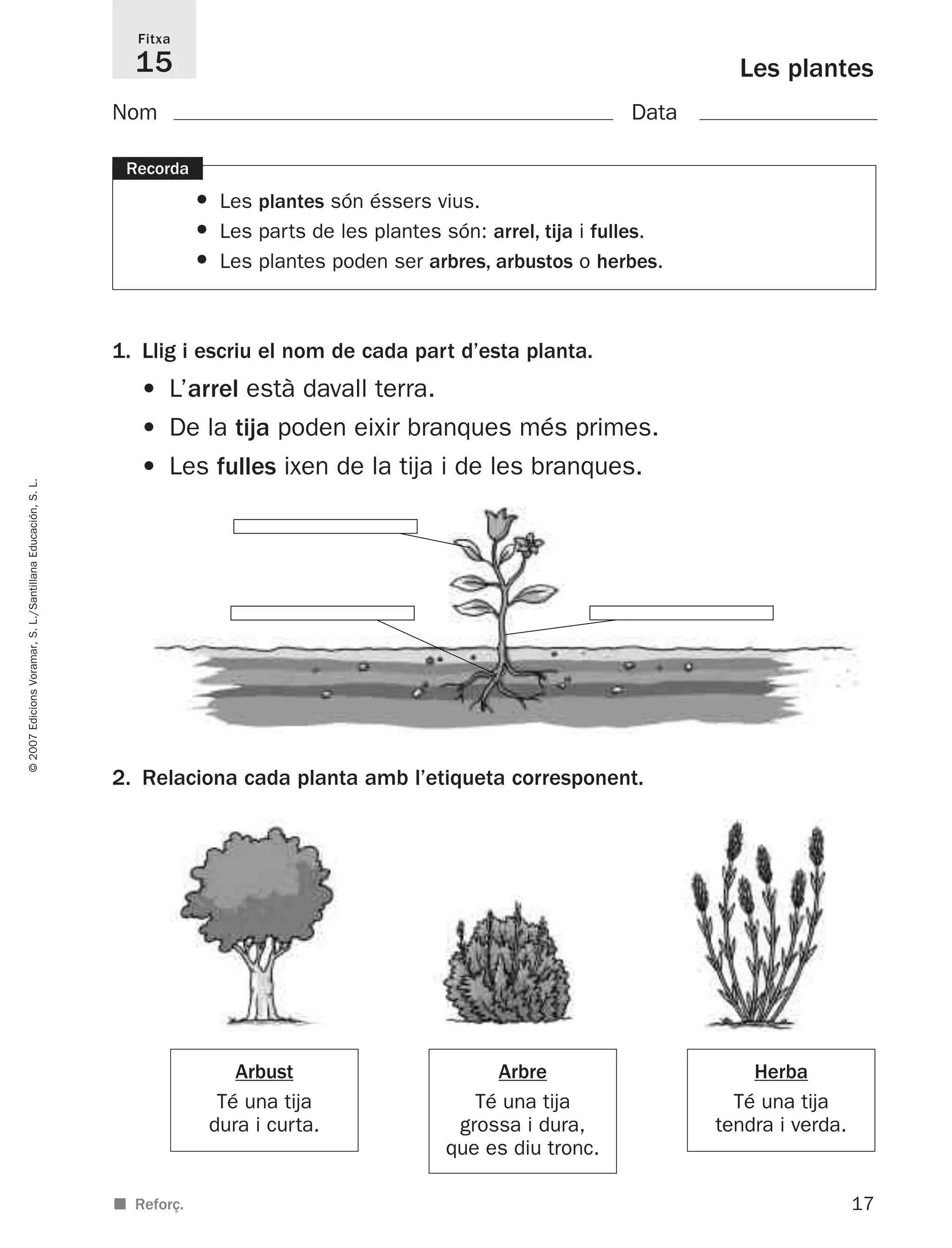 17
©2007EdicionsVoramar,S.L./SantillanaEducación,S.L.
Les plantes
Fitxa
15
■ Reforç.
Nom Data
1. Llig i escriu el nom de cada part d’esta planta.
• L’arrel està davall terra.
• De la tija poden eixir branques més primes.
• Les fulles ixen de la tija i de les branques.
2. Relaciona cada planta amb l’etiqueta corresponent.
Recorda
• Les plantes són éssers vius.
• Les parts de les plantes són: arrel, tija i fulles.
• Les plantes poden ser arbres, arbustos o herbes.
Arbre
Té una tija
grossa i dura,
que es diu tronc.
Arbust
Té una tija
dura i curta.
Herba
Té una tija
tendra i verda.
825716 _ 0001-0040.qxd 13/4/07 12:18 Página 17
 