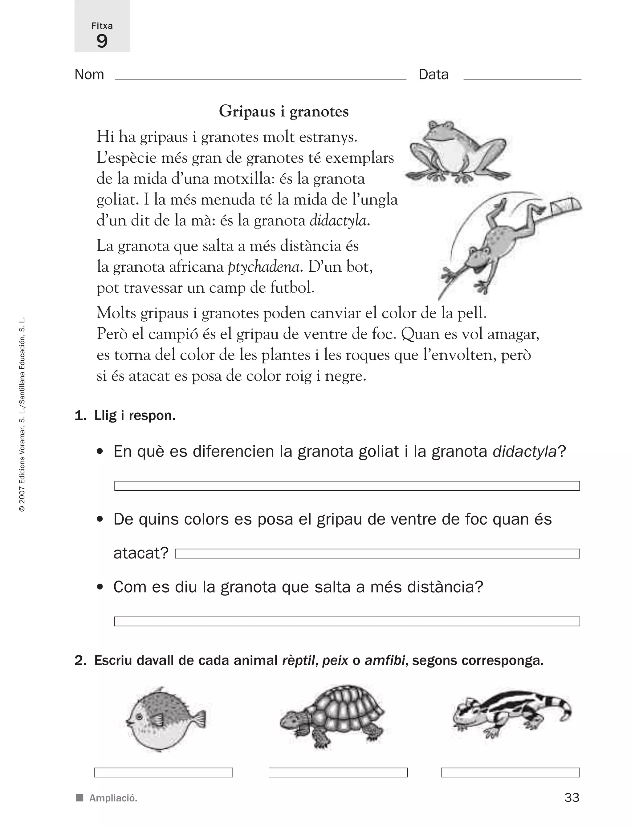 33
©2007EdicionsVoramar,S.L./SantillanaEducación,S.L.
Fitxa
9
Nom Data
■ Ampliació.
Gripaus i granotes
Hi ha gripaus i granotes molt estranys.
L’espècie més gran de granotes té exemplars
de la mida d’una motxilla: és la granota
goliat. I la més menuda té la mida de l’ungla
d’un dit de la mà: és la granota didactyla.
La granota que salta a més distància és
la granota africana ptychadena. D’un bot,
pot travessar un camp de futbol.
Molts gripaus i granotes poden canviar el color de la pell.
Però el campió és el gripau de ventre de foc. Quan es vol amagar,
es torna del color de les plantes i les roques que l’envolten, però
si és atacat es posa de color roig i negre.
2. Escriu davall de cada animal rèptil, peix o amfibi, segons corresponga.
1. Llig i respon.
• En què es diferencien la granota goliat i la granota didactyla?
• De quins colors es posa el gripau de ventre de foc quan és
atacat?
• Com es diu la granota que salta a més distància?
825716 _ 0001-0040.qxd 13/4/07 12:18 Página 33
 