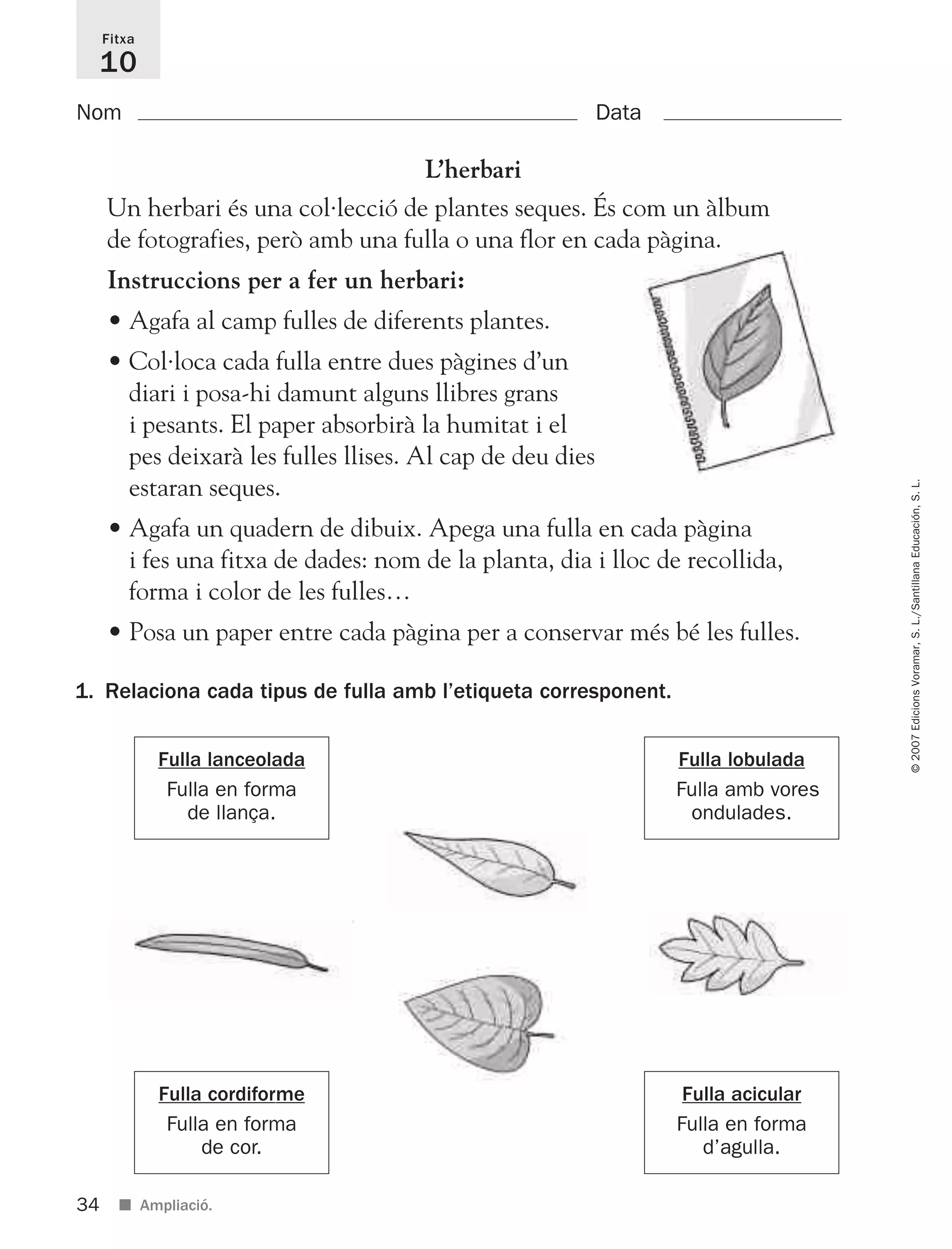 ©2007EdicionsVoramar,S.L./SantillanaEducación,S.L.
Fitxa
10
Nom Data
34 ■ Ampliació.
L’herbari
Un herbari és una col·lecció de plantes seques. És com un àlbum
de fotografies, però amb una fulla o una flor en cada pàgina.
Instruccions per a fer un herbari:
• Agafa al camp fulles de diferents plantes.
• Col·loca cada fulla entre dues pàgines d’un
diari i posa-hi damunt alguns llibres grans
i pesants. El paper absorbirà la humitat i el
pes deixarà les fulles llises. Al cap de deu dies
estaran seques.
• Agafa un quadern de dibuix. Apega una fulla en cada pàgina
i fes una fitxa de dades: nom de la planta, dia i lloc de recollida,
forma i color de les fulles…
• Posa un paper entre cada pàgina per a conservar més bé les fulles.
1. Relaciona cada tipus de fulla amb l’etiqueta corresponent.
Fulla lanceolada
Fulla en forma
de llança.
Fulla acicular
Fulla en forma
d’agulla.
Fulla lobulada
Fulla amb vores
ondulades.
Fulla cordiforme
Fulla en forma
de cor.
825716 _ 0001-0040.qxd 13/4/07 12:18 Página 34
 