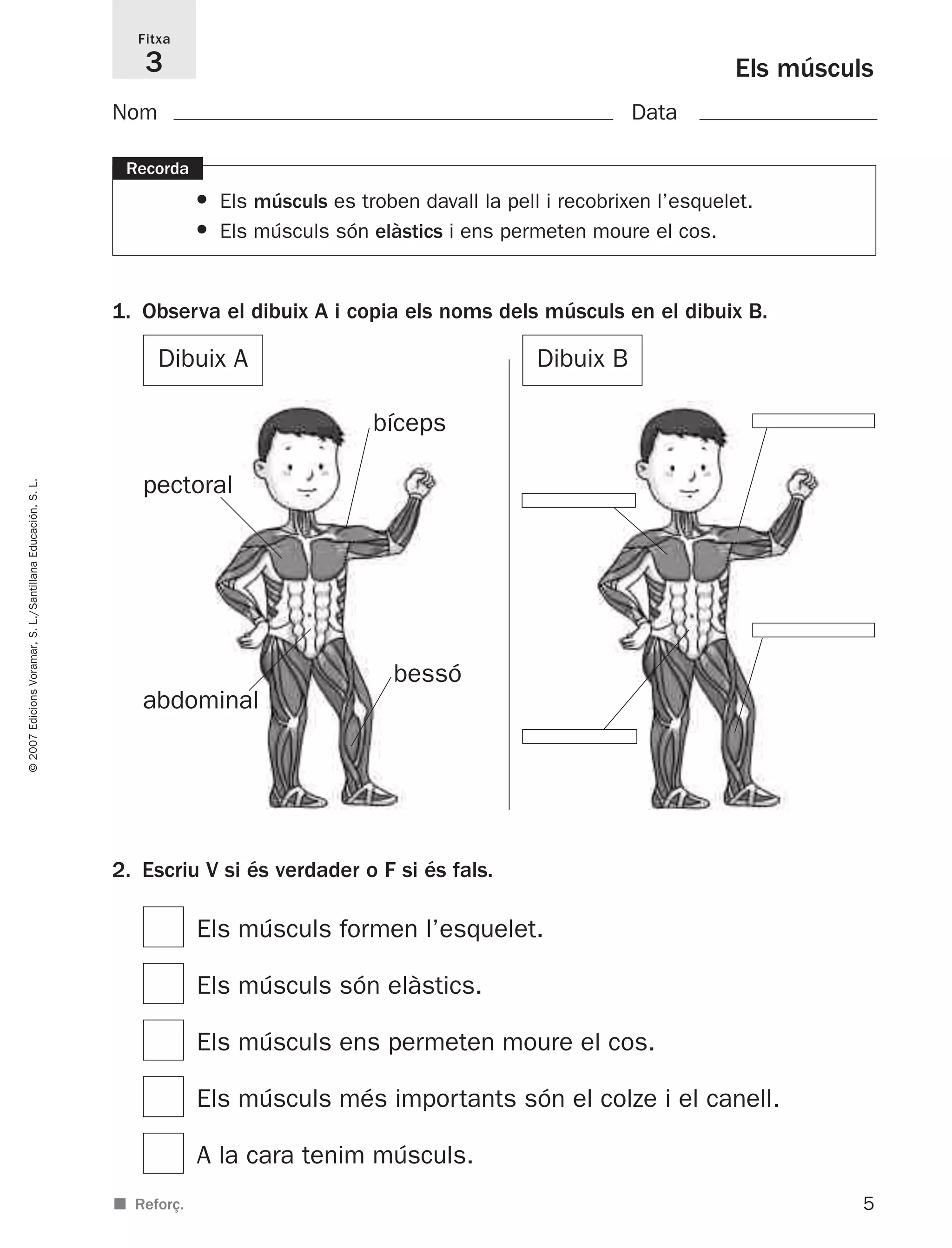 2. Escriu V si és verdader o F si és fals.
Els músculs formen l’esquelet.
Els músculs són elàstics.
Els músculs ens permeten moure el cos.
Els músculs més importants són el colze i el canell.
A la cara tenim músculs.
5
©2007EdicionsVoramar,S.L./SantillanaEducación,S.L.
Els músculs
Fitxa
3
■ Reforç.
Recorda
• Els músculs es troben davall la pell i recobrixen l’esquelet.
• Els músculs són elàstics i ens permeten moure el cos.
1. Observa el dibuix A i copia els noms dels músculs en el dibuix B.
Nom Data
Dibuix A Dibuix B
pectoral
bíceps
bessó
abdominal
825716 _ 0001-0040.qxd 13/4/07 12:18 Página 5
 