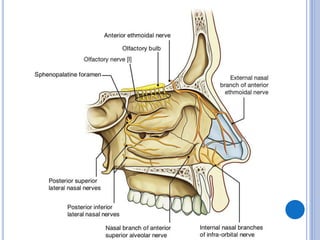 Median Nasal Septum