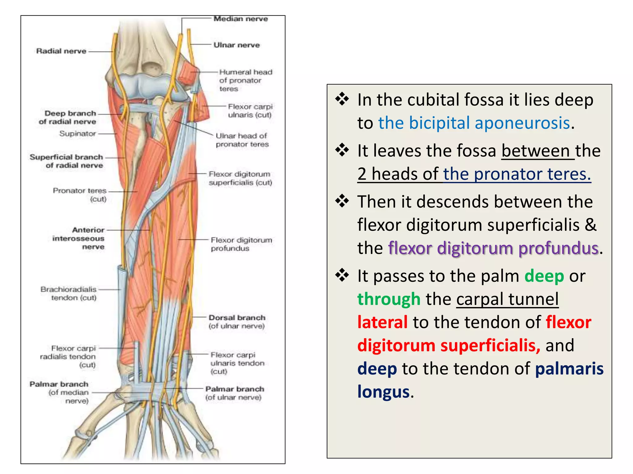  In the cubital fossa it lies deep
to the bicipital aponeurosis.
 It leaves the fossa between the
2 heads of the pronator teres.
 Then it descends between the
flexor digitorum superficialis &
the flexor digitorum profundus.
 It passes to the palm deep or
through the carpal tunnel
lateral to the tendon of flexor
digitorum superficialis, and
deep to the tendon of palmaris
longus.
 