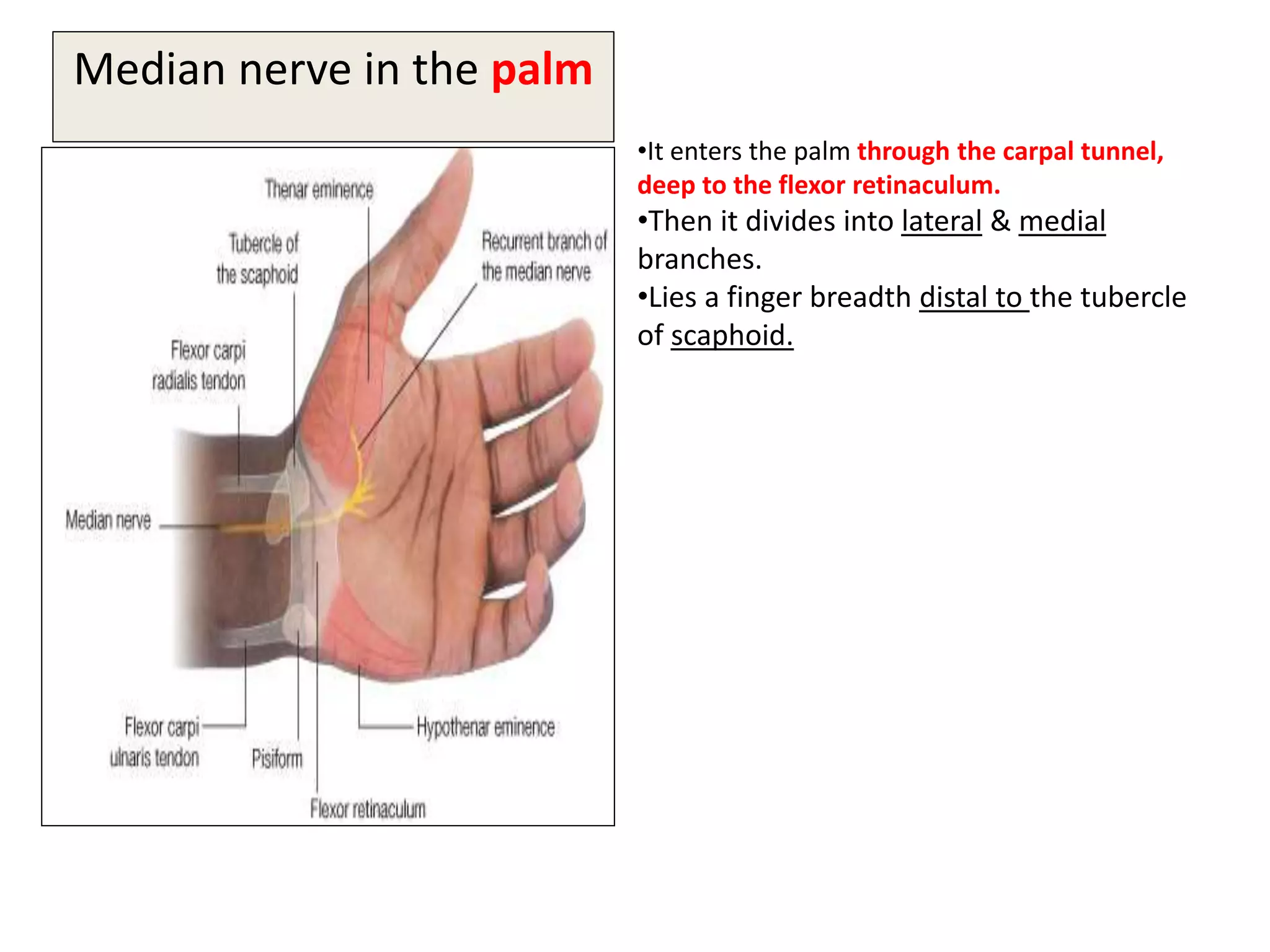 Median nerve in the palm
•It enters the palm through the carpal tunnel,
deep to the flexor retinaculum.
•Then it divides into lateral & medial
branches.
•Lies a finger breadth distal to the tubercle
of scaphoid.
 