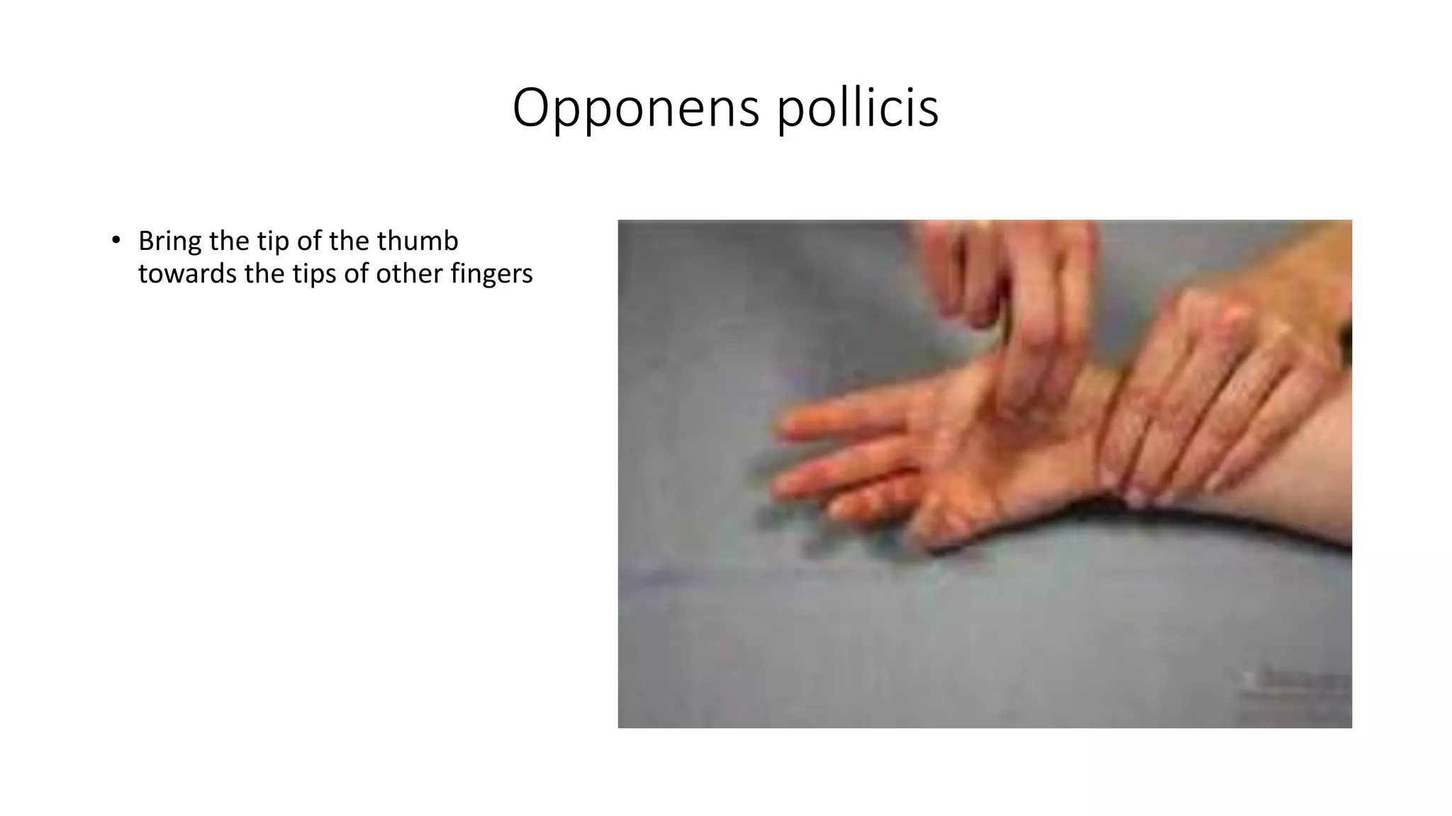 Opponens pollicis
• Bring the tip of the thumb
towards the tips of other fingers
 