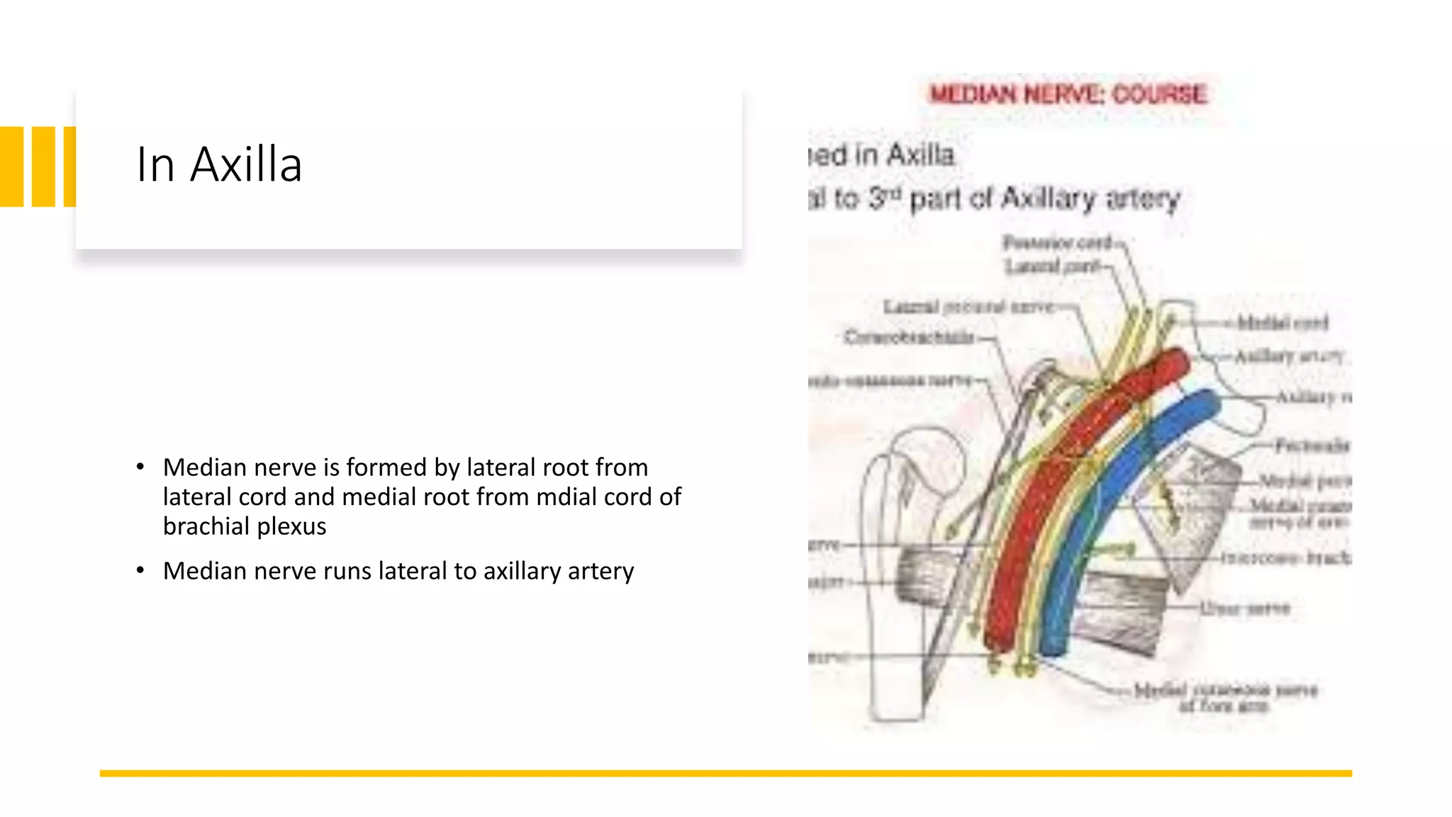 In Axilla
• Median nerve is formed by lateral root from
lateral cord and medial root from mdial cord of
brachial plexus
• Median nerve runs lateral to axillary artery
 