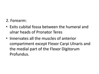 2. Forearm:
• Exits cubital fossa between the humeral and
ulnar heads of Pronator Teres
• Innervates all the muscles of anterior
compartment except Flexor Carpi Ulnaris and
the medial part of the Flexor Digitorum
Profundus.
 