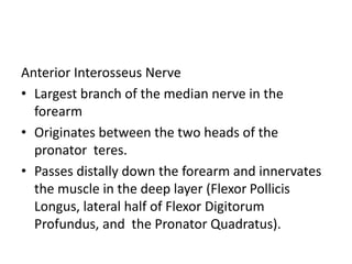 Anterior Interosseus Nerve
• Largest branch of the median nerve in the
forearm
• Originates between the two heads of the
pronator teres.
• Passes distally down the forearm and innervates
the muscle in the deep layer (Flexor Pollicis
Longus, lateral half of Flexor Digitorum
Profundus, and the Pronator Quadratus).
 